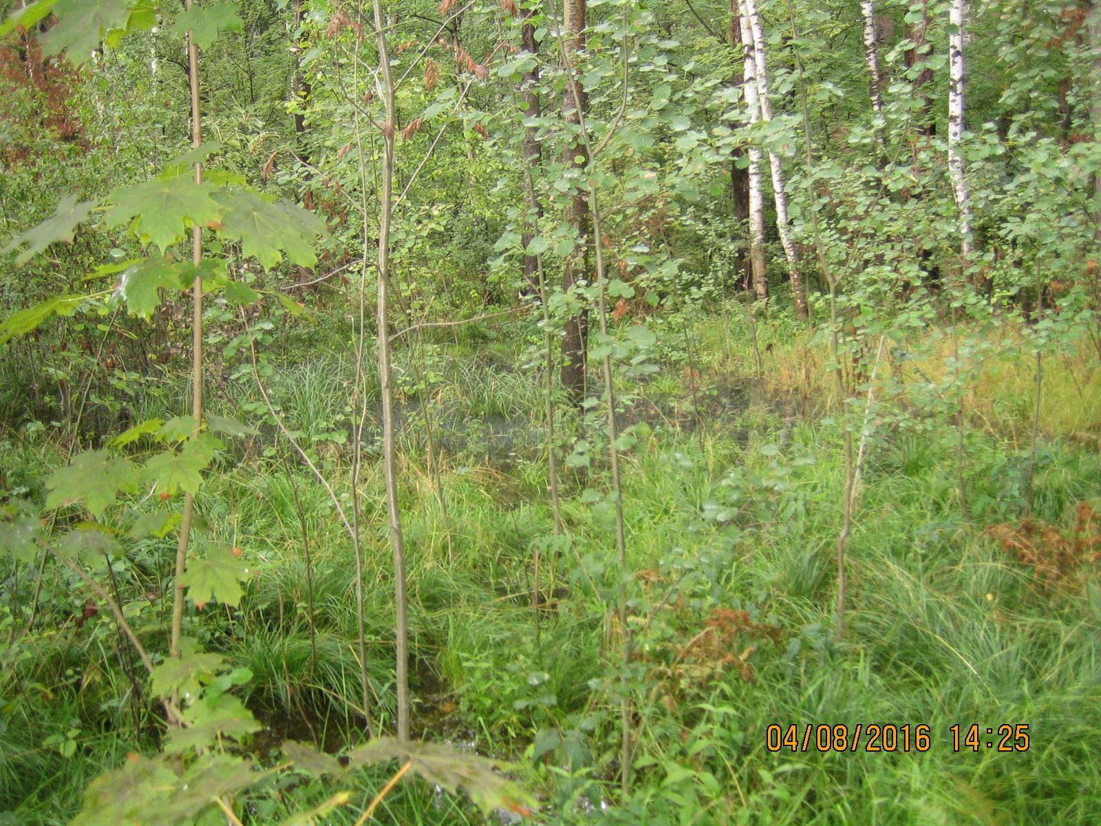 Лесные массивы в чистых Борах Костромской области